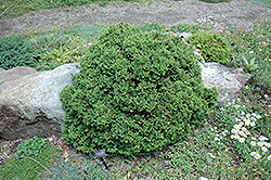 Knaptonensis Japanese Cedar (Cryptomeria japonica 'Knaptonensis') at A Very Successful Garden Center