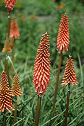 Red Rocket Torchlily (Kniphofia 'Red Rocket') at Lakeshore Garden Centres