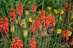 Bressingham Comet Torchlily (Kniphofia 'Bressingham Comet') at A Very Successful Garden Center