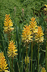 Gold Mine Torchlily (Kniphofia 'Gold Mine') at A Very Successful Garden Center