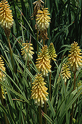 Candle Light Torchlily (Kniphofia 'Candle Light') at Lakeshore Garden Centres