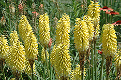 Percy's Pride Torchlily (Kniphofia 'Percy's Pride') at Lakeshore Garden Centres