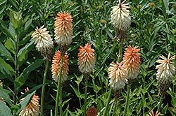 Earliest Of All Torchlily (Kniphofia 'Earliest Of All') at A Very Successful Garden Center