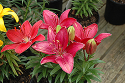 Buzzer Lily (Lilium 'Buzzer') at A Very Successful Garden Center