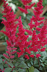 Fanal Astilbe (Astilbe x arendsii 'Fanal') at The Mustard Seed