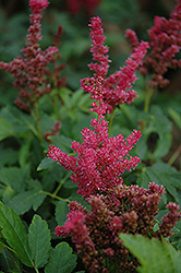 Fireberry Astilbe (Astilbe 'Fireberry') at A Very Successful Garden Center