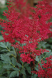 Red Sentinel Astilbe (Astilbe x arendsii 'Red Sentinel') at Lakeshore Garden Centres