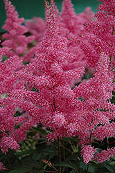 Rhythm and Blues Astilbe (Astilbe 'Rhythm and Blues') at Lakeshore Garden Centres