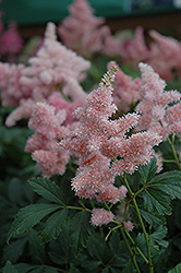 Sister Theresa Astilbe (Astilbe x arendsii 'Sister Theresa') at A Very Successful Garden Center