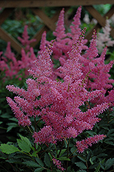 Younique Lilac Astilbe (Astilbe 'Verslilac') at Stonegate Gardens