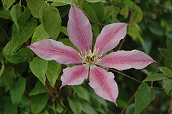 Sugar Candy Clematis (Clematis 'Evione') at A Very Successful Garden Center
