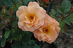 Colorific Rose (Rosa 'Colorific') at A Very Successful Garden Center
