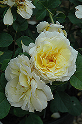 White Licorice Rose (Rosa 'White Licorice') at Lakeshore Garden Centres