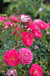 Sweet Vigorosa Rose (Rosa 'KORdatura') at A Very Successful Garden Center