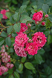 Lovely Fairy Rose (Rosa 'Lovely Fairy') at A Very Successful Garden Center