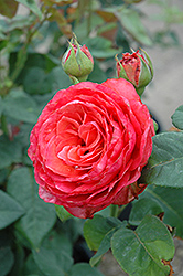 Lady Bird Rose (Rosa 'Lady Bird') at A Very Successful Garden Center