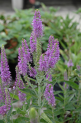 Atomic Violet Speedwell (Veronica 'Atomic Violet') at A Very Successful Garden Center