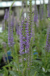High Five Speedwell (Veronica 'High Five') at Stonegate Gardens