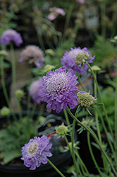 Blue Note Pincushion Flower (Scabiosa 'Blue Note') at Stonegate Gardens