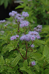 Blue Mistflower (Conoclinium coelestinum) at A Very Successful Garden Center