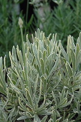 Silver Edge Lavender (Lavandula angustifolia 'Silver Edge') at A Very Successful Garden Center