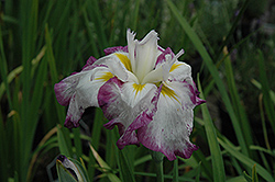Freckled Geisha Japanese Flag Iris (Iris ensata 'Freckled Geisha') at Lakeshore Garden Centres