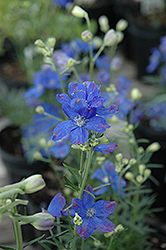 Blue Mirror Delphinium (Delphinium grandiflorum 'Blue Mirror') at Stonegate Gardens