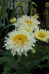 Gold Rush Shasta Daisy (Leucanthemum x superbum 'Gold Rush') at A Very Successful Garden Center