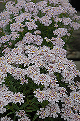 Sweetheart Candytuft (Iberis 'Sweetheart') at A Very Successful Garden Center