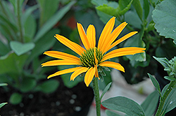 Now Cheesier Coneflower (Echinacea 'Now Cheesier') at The Mustard Seed