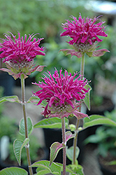 Purple Rooster Beebalm (Monarda 'Purple Rooster') at Stonegate Gardens