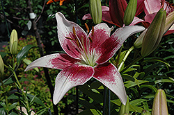 Strawberries And Cream Lily (Lilium 'Strawberries And Cream') at Lakeshore Garden Centres