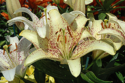 Suncrest Lily (Lilium 'Suncrest') at A Very Successful Garden Center