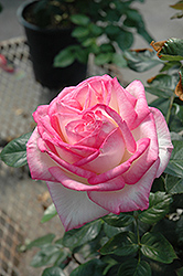 Princesse de Monaco Rose (Rosa 'Princesse de Monaco') at Lakeshore Garden Centres