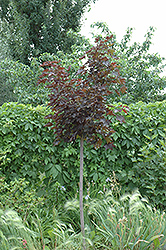 Prairie Splendor Norway Maple (Acer platanoides 'Prairie Splendor') at A Very Successful Garden Center