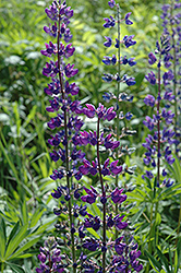 Purple Lupine (Lupinus perennis 'Purple') at A Very Successful Garden Center