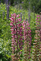Rose Lupine (Lupinus perennis 'Rose') at A Very Successful Garden Center