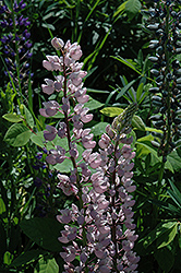 Pink Lupine (Lupinus perennis 'Pink') at A Very Successful Garden Center
