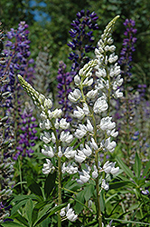 White Lupine (Lupinus perennis 'White') at A Very Successful Garden Center