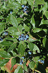 Lowbush Blueberry (Vaccinium angustifolium) at A Very Successful Garden Center