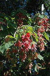 Mountain Maple (Acer spicatum) at A Very Successful Garden Center