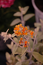 Flutterby Grande Sweet Marmalade Butterfly Bush (Buddleia 'Podaras 2') at A Very Successful Garden Center