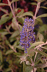 Flutterby Petite Blue Heaven Butterfly Bush (Buddleia 'Podaras 8') at A Very Successful Garden Center