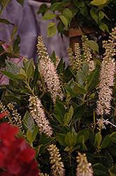 Sixteen Candles Summersweet (Clethra alnifolia 'Sixteen Candles') at A Very Successful Garden Center