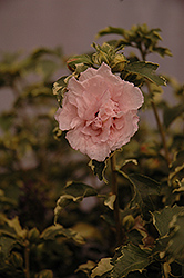Sugar Tip Rose of Sharon (Hibiscus syriacus 'America Irene Scott') at Stonegate Gardens