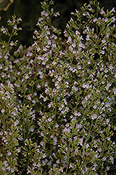 Montrose White Dwarf Calamint (Calamintha nepeta 'Montrose White') at A Very Successful Garden Center