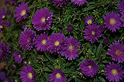 Dragon Aster (Symphyotrichum 'Yodragon') at A Very Successful Garden Center