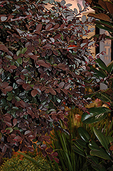 Purple Diamond Fringeflower (Loropetalum chinense 'Shang-hi') at A Very Successful Garden Center