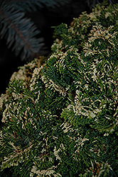 Snowkist Dwarf Hinoki Falsecypress (Chamaecyparis obtusa 'Snowkist') at A Very Successful Garden Center