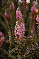 Sweet Lullaby Speedwell (Veronica 'Sweet Lullaby') at Lakeshore Garden Centres